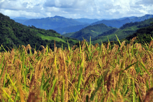 Hill Rice: A Lost Gem of African-American Cooking Rediscovered in Trinidad by Dan Nosowitz