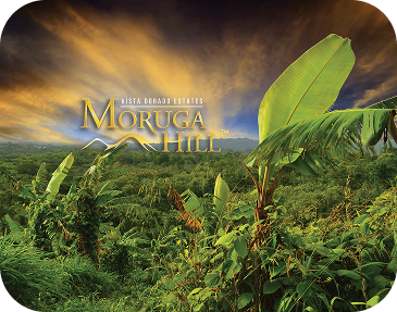 Donec non erat at leo tempus viverra eget ut nulla. Cras pharetra consequat neque