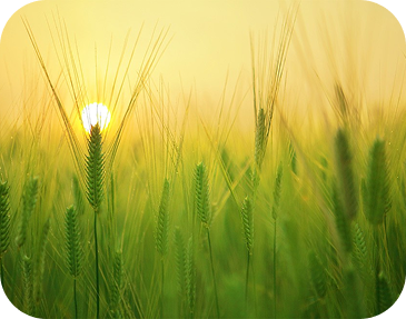 Donec non erat at leo tempus viverra eget ut nulla. Cras pharetra consequat neque